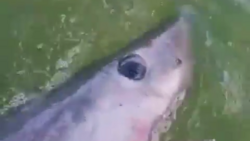 Крупную акулу случайно выудили рыбаки на Сахалине