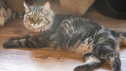 Курильский бобтейл Даша: молодая кошка с большими перспективами в поисках хозяев