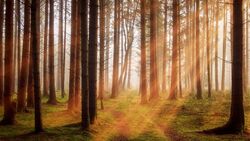 К 2024 году Сахалин сможет полностью восстанавливать леса, потерянные из-за топора и огня