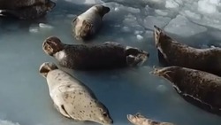 «Все батарейки перемерзли»: блогер показал прелести зимней рыбалки на Сахалине