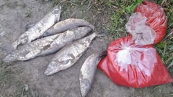 Браконьеры добыли лосось и икру более чем на 1 млн рублей за три дня