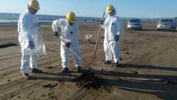 Волонтеры помогают чистить берег от нефтепродуктов в Александровске-Сахалинском