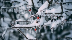Чередование теплых и холодных аномалий: Вильфанд предупредил об изменчивой погоде во второй половине зимы