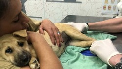 Неравнодушные сахалинцы спасли щенка с переломом позвоночника