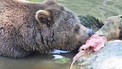Стало известно, сколько стоит охота на медведя на Сахалине