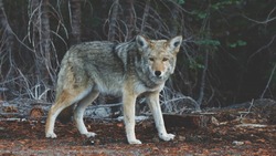 Лесничие сообщили об отсутствии следов пребывания волков в Ногликском районе
