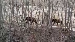 Двух медведей заметили очевидцы у дороги возле Невельска (ВИДЕО)