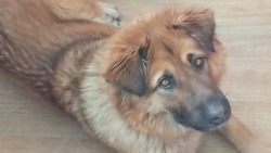 «Собака добрая, ласковая»: сахалинки спасли от голода больную Шанти и собираются ее лечить