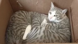 Беременную кошку подкинули в обмотанной скотчем коробке к приюту в Южно-Сахалинске