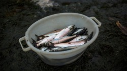 Сахалинские рыбаки нацелились на улов больше, чем в прошлом году