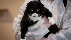Витамишенька: большой и самодостаточный котик ищет новую семью в Южно-Сахалинске