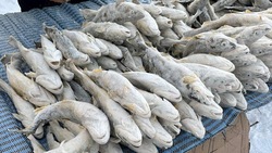 Свежую рыбу с минимальной наценкой доставили в 4 района Сахалина и Курил 15 декабря