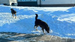 Бездомных собак отловили во дворах Южно-Сахалинска после жалоб жителей