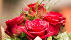 Сахалин хотят сделать главным поставщиком роз на Дальний Восток и в Японию