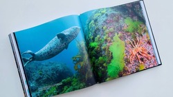 Фото подводного мира Монерона напечатают в альбоме лучших дайвер-фотографов