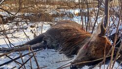 В сахалинском минлеса поразились кровавому убийству северных оленей