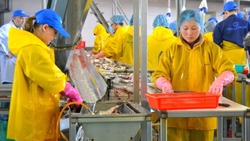 Экспорт рыбы и морепродуктов с Сахалина и Приморья с начала года вырос на 70% 