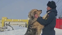 Сотрудники МЧС погуляли с собаками из приюта для животных в Южно-Сахалинске