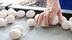 Цены на производимое на Сахалине яйцо меняться не будут