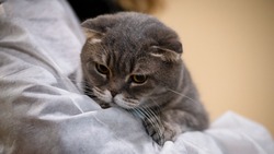 Породистая кошка с мягким характером: Мила нуждается в заботливом хозяине на Сахалине