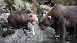 Поножовщина и наглая медведица: новости выходных в Сахалинской области
