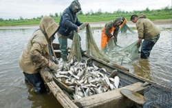 Прием заявок на добычу рыбы от КМНС на 2024 год начали на Сахалине