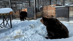 Медведи городского зоопарка Южно-Сахалинска отправились в зимнюю спячку 