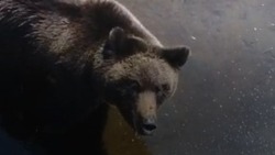 Медведь, лениво поедающий рыбу, встретился жителям Сахалина