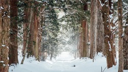 Погода в Южно-Сахалинске 14 декабря: морозная ночь и снежный день