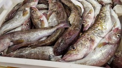 Четыре вида рыбы с минимальной наценкой предложили жителям Корсакова
