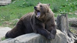 «Начал снимать скальп!». На сахалинца в Аниве напал медведь