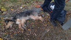 Волонтеры Сахалина спасли брошенного пса с застрявшей в горле костью
