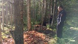 Сотрудники лесничества поставили камеры на месте крабовой свалки в Красногорске