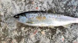 «Что это?»: на Сахалине поймали необычную рыбу