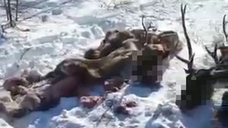 Информацию о массовом убийстве краснокнижных северных оленей на Сахалине подтвердили