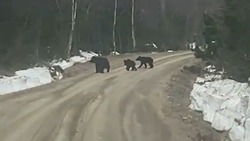 Семью медведей встретили рыбинспекторы недалеко от озера на юге Сахалина