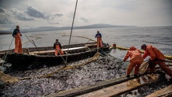 Сахалинская область превзошла собственные показатели по объему вылова лососей