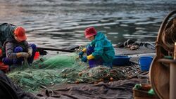 Рыболовный бизнес экс-губернатора Приморья терпит крах на Сахалине