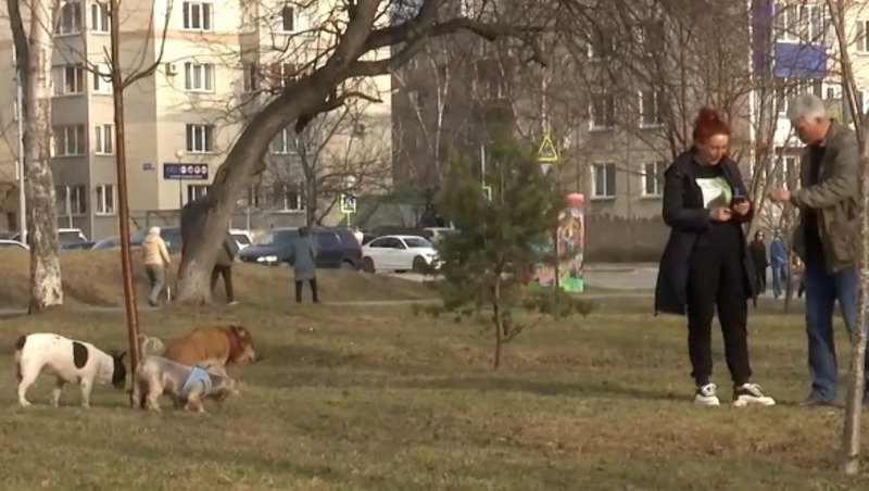 Жители Южно-Сахалинска жалуются на владельцев собак - Центр внимания 18.04.24