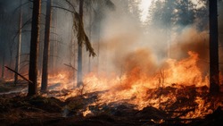 Лесной пожар площадью 8,6 га вспыхнул ночью в Поронайском районе