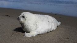Что делать при встрече с тюленем на Сахалине и Курилах: рекомендации ученых