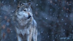 «Волки на Сахалине?» : нивхи Ногликского района столкнулись с неожиданной проблемой