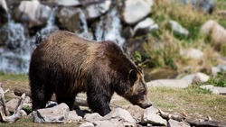 Огромный медведь гуляет по кладбищу на Сахалине