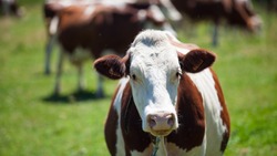 Стадо коров пропало в Ногликском районе из-за нового работника