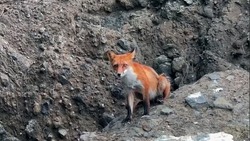Жители Сахалина встретили шуструю лису на скалах бухты Тихой