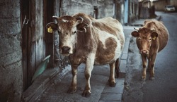 Мэрия Южно-Курильска примет жалобы жителей на встречи с беспризорными коровами