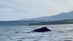 Туристы встретили горбатых китов на Северных Курилах